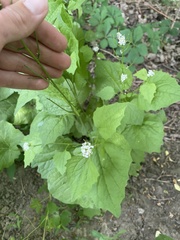 Alliaria petiolata