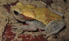 Rhaebo guttatus
