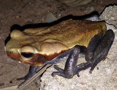 Rhaebo guttatus