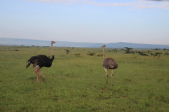 Struthio camelus massaicus