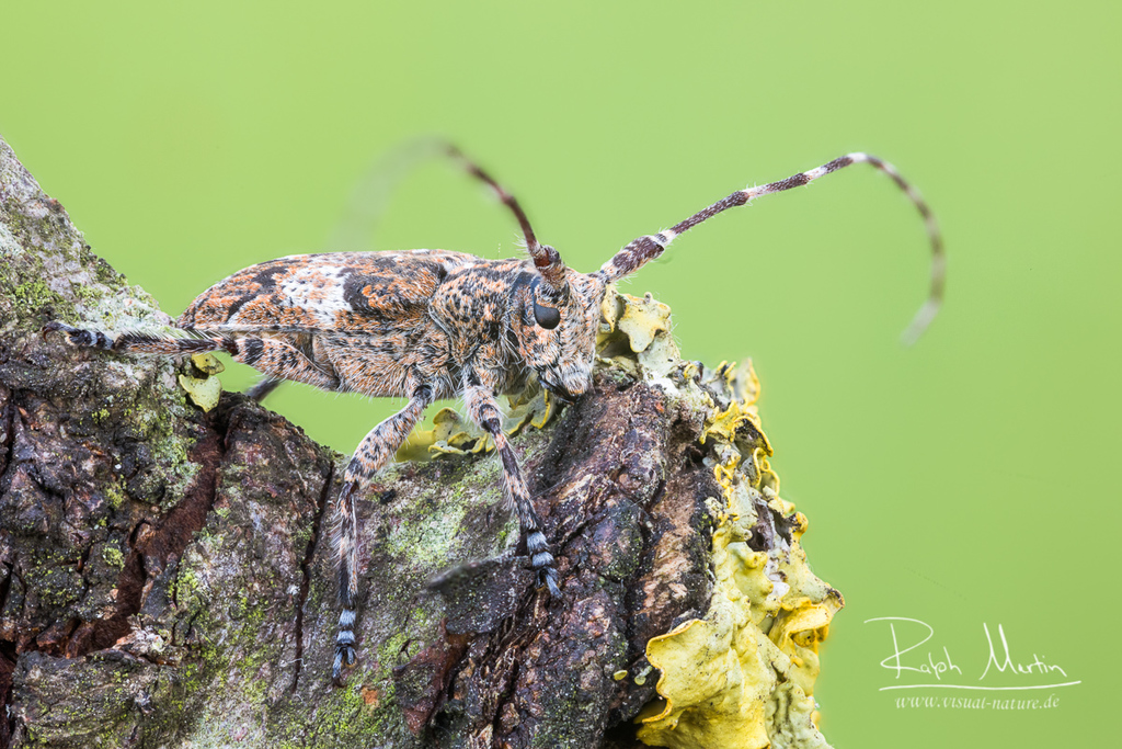 white-clouded longhorn beetle