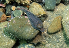 Lepadogaster lepadogaster
