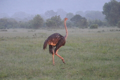 Struthio camelus massaicus