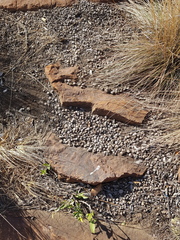 Pronolagus randensis