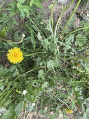 Taraxacum officinale