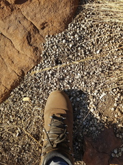 Pronolagus randensis