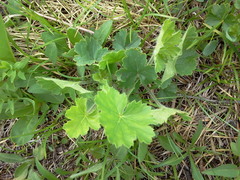Heuchera richardsonii