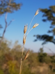 Tristachya biseriata