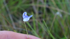 Utricularia hispida