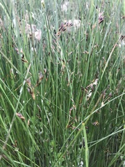 Juncus arcticus