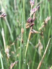 Juncus arcticus