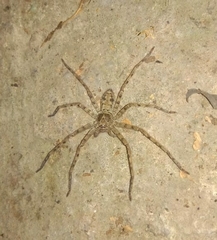 Heteropoda venatoria
