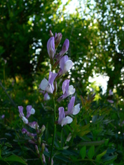 Vicia altissima