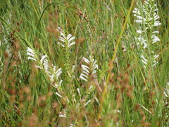 Erica perspicua perspicua