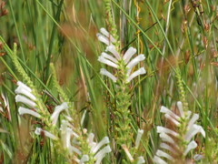 Erica perspicua perspicua