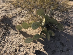 Opuntia engelmannii engelmannii