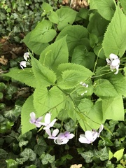 Lunaria rediviva