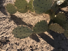 Opuntia engelmannii engelmannii