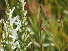 Erica perspicua perspicua