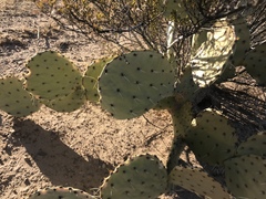 Opuntia engelmannii engelmannii