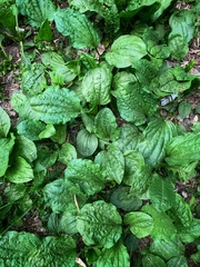 Plantago major