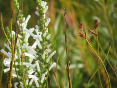 Erica perspicua perspicua