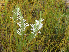 Erica perspicua perspicua