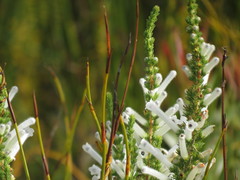 Erica perspicua perspicua