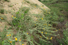 Sida galheirensis