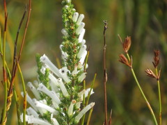 Erica perspicua perspicua