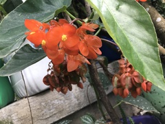 Begonia coccinea