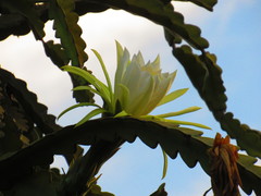 Selenicereus undatus