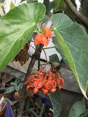 Begonia coccinea