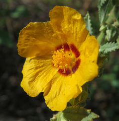 Sida galheirensis