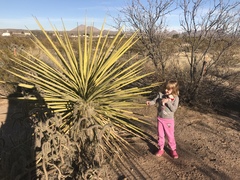 Yucca treculiana