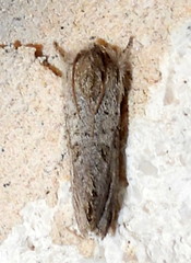 Acrolophus griseus