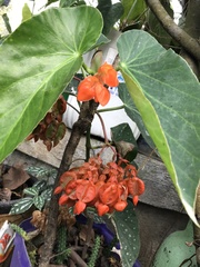 Begonia coccinea