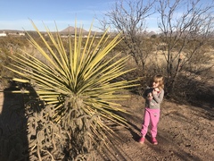 Yucca treculiana