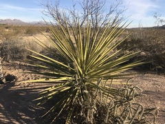 Yucca treculiana