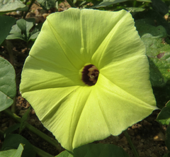 Ipomoea longeramosa