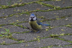 Cyanistes caeruleus