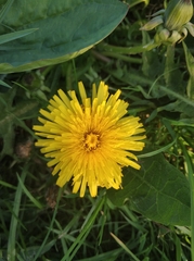 Taraxacum officinale