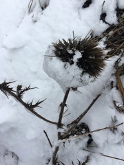 Echinops adenocaulos