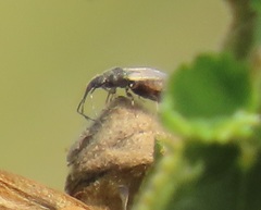 Oxycarenus