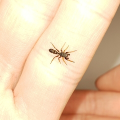 Leptorchestes berolinensis