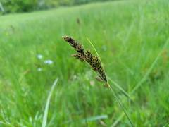Carex hartmanii