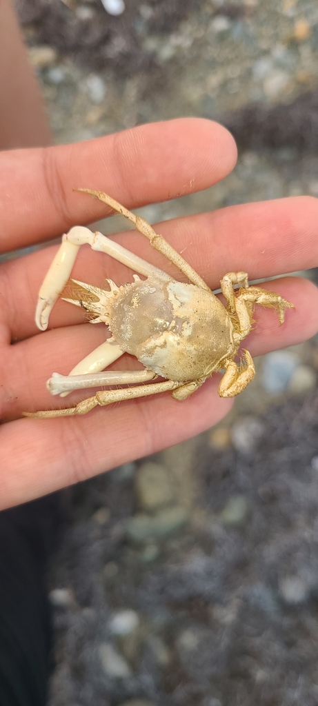 shorthorn decorator crab
