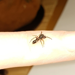 Leptorchestes berolinensis