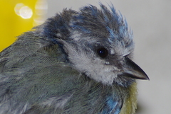 Cyanistes caeruleus