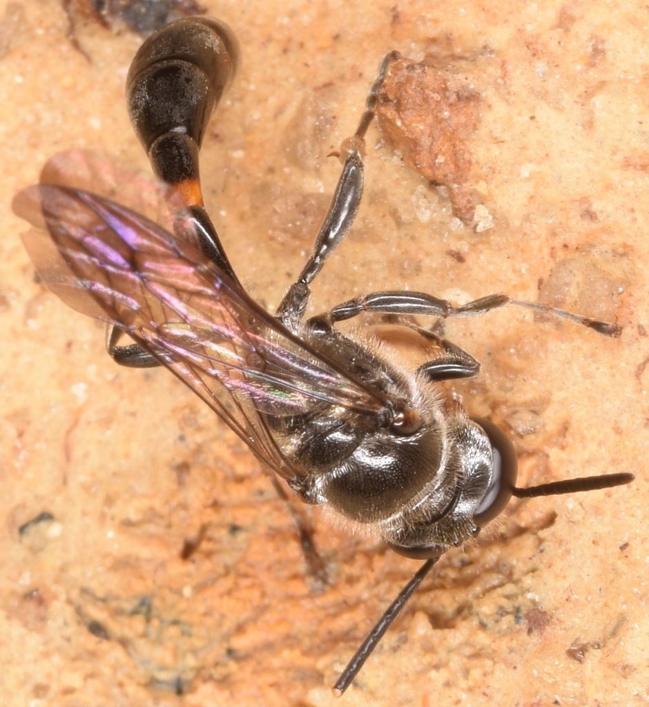 Trypoxylon collinum